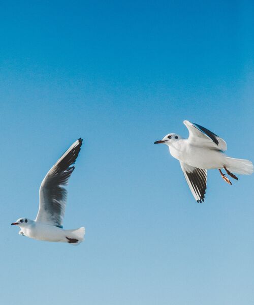 Zwei Möwen fliegen vor blauem Himmel.