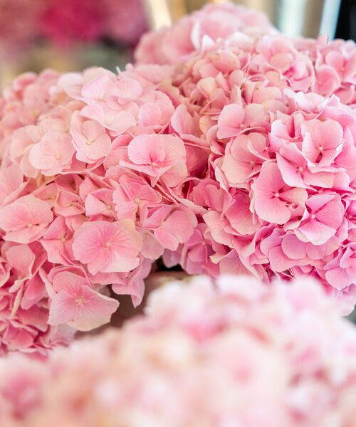 Nahaufnahme eines rosa Hortensienblütenstands.