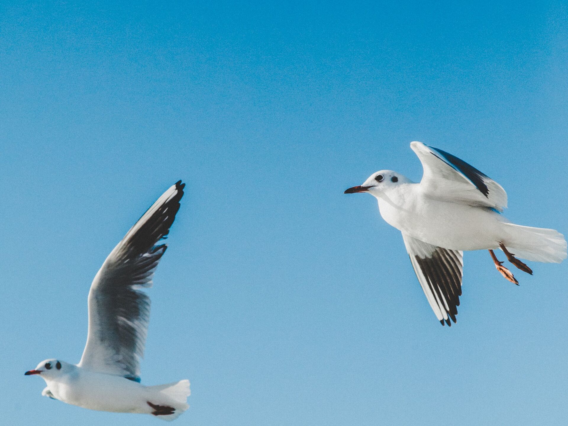 Zwei Möwen fliegen vor blauem Himmel.