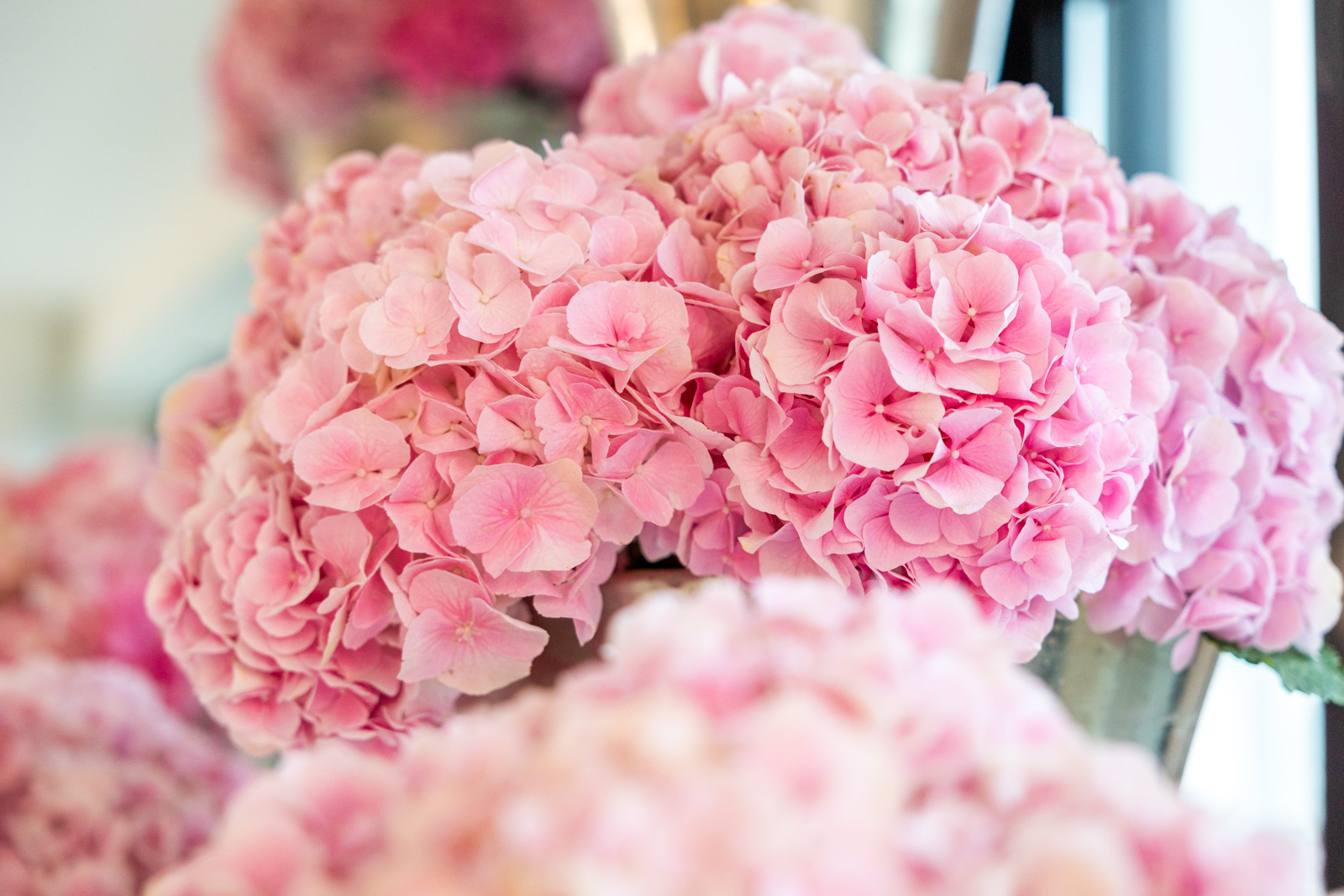 Nahaufnahme eines rosa Hortensienblütenstands.